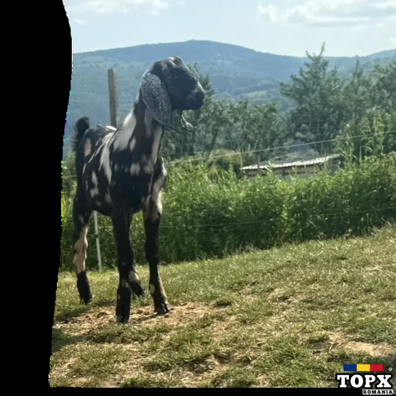 Anglo nubian tapisor