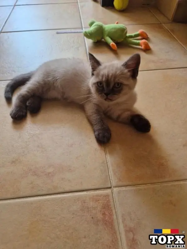 Motanei British Shorthair-Bucuresti