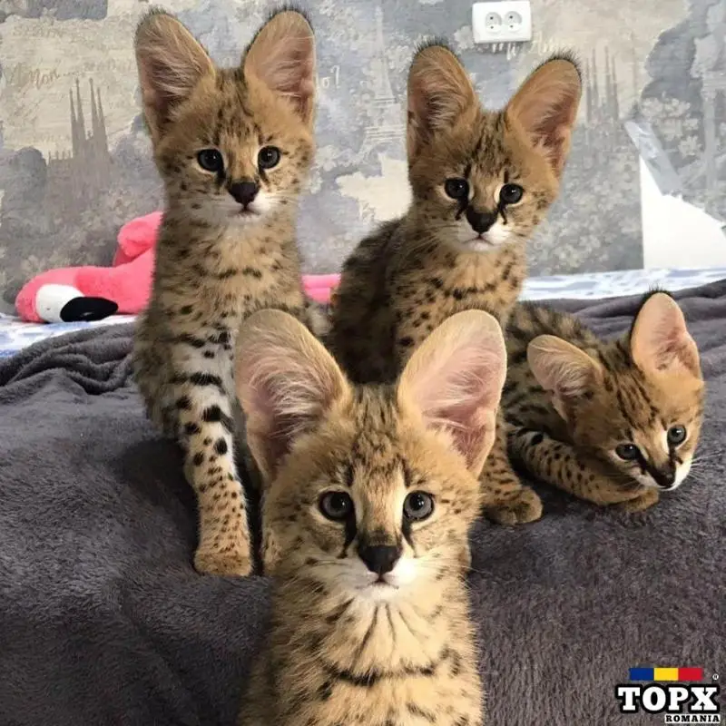 Pisicuțe serval disponibile pentru vânzare