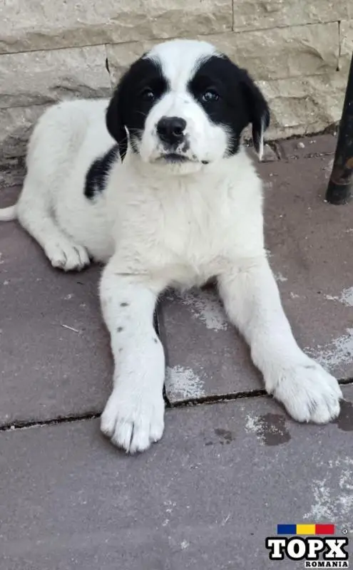 Căței de Asia Centrală