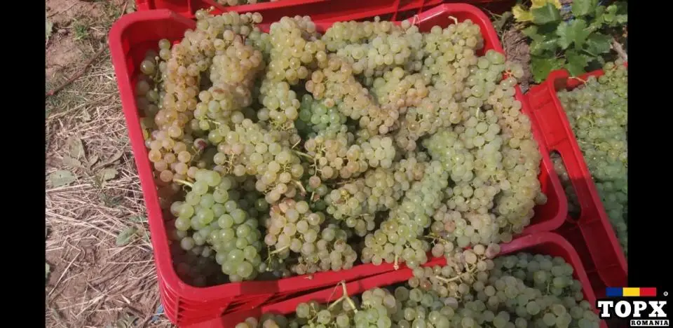 Vinuri de Calitate Superioara cu Struguri din Vrancea - Comanda Acum!