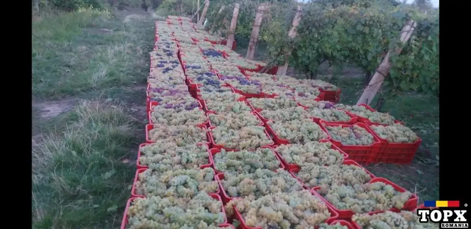 Struguri de Vin Premium  Productie 2025 - Calitate din Vrancea