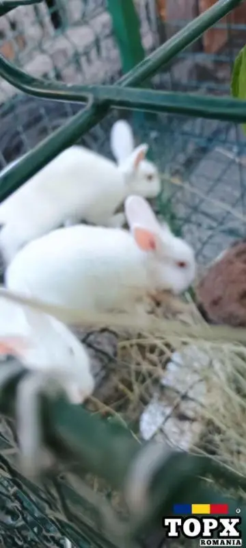 Iepurasi pitici de companie , rate , bibilici