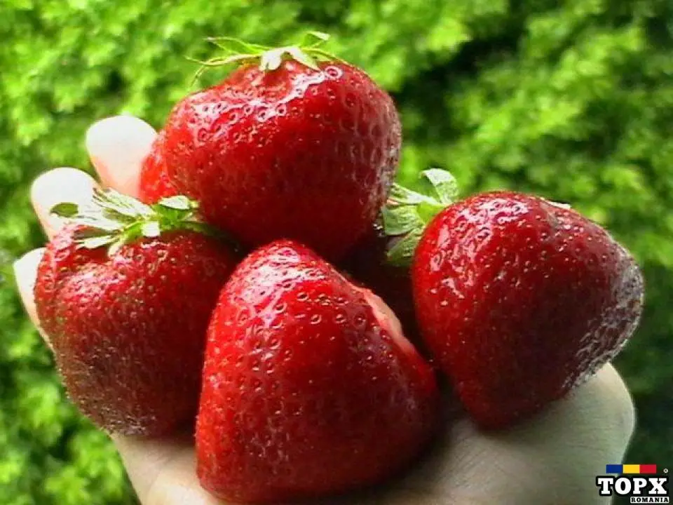 Stoloni Capsuni Soiul San Andreas Si Alte Soiuri In Comentariu