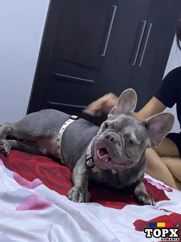 French bulldog lilac