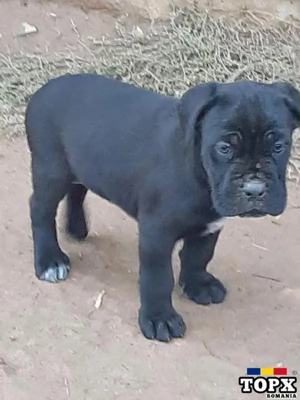 Cane corso mascul