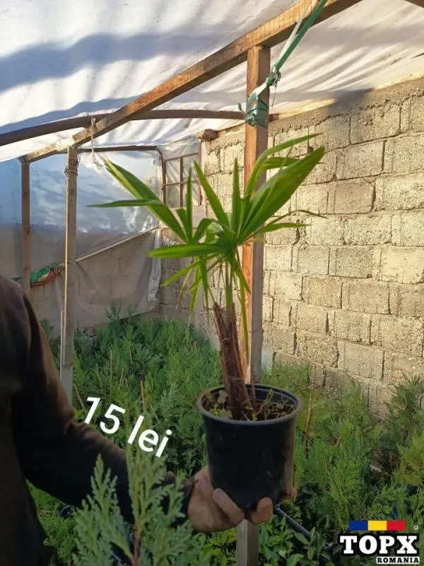 Plante ornamentale - 2