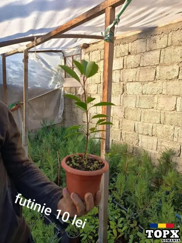 Plante ornamentale - 3