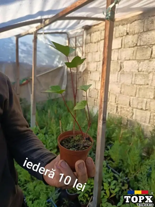 Plante ornamentale - 4