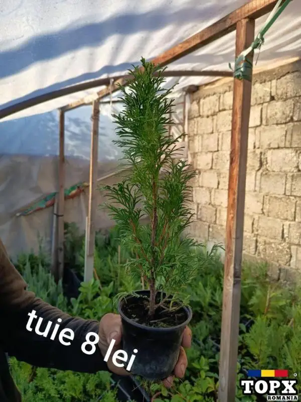 Plante ornamentale - 5