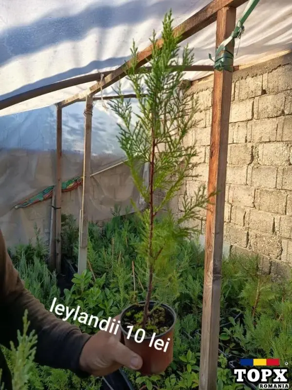 Plante ornamentale - 6