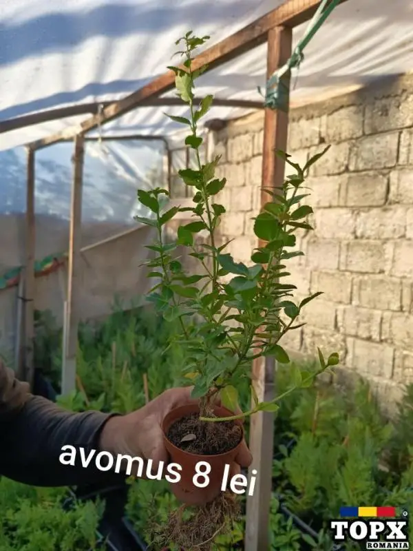 Plante ornamentale - 7