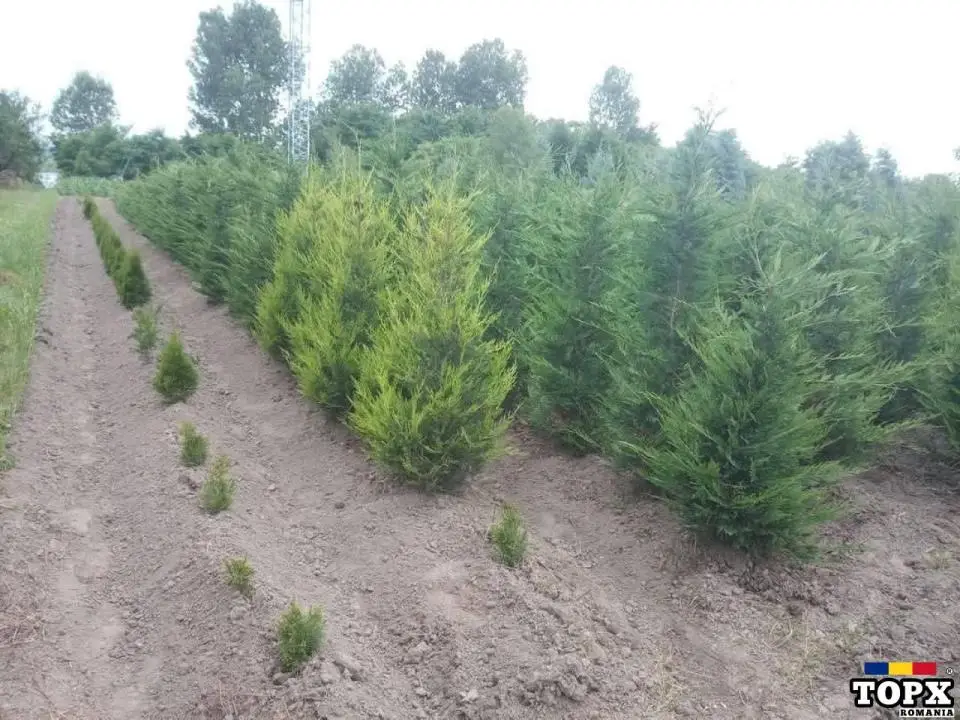 Plante ornamentale - 8