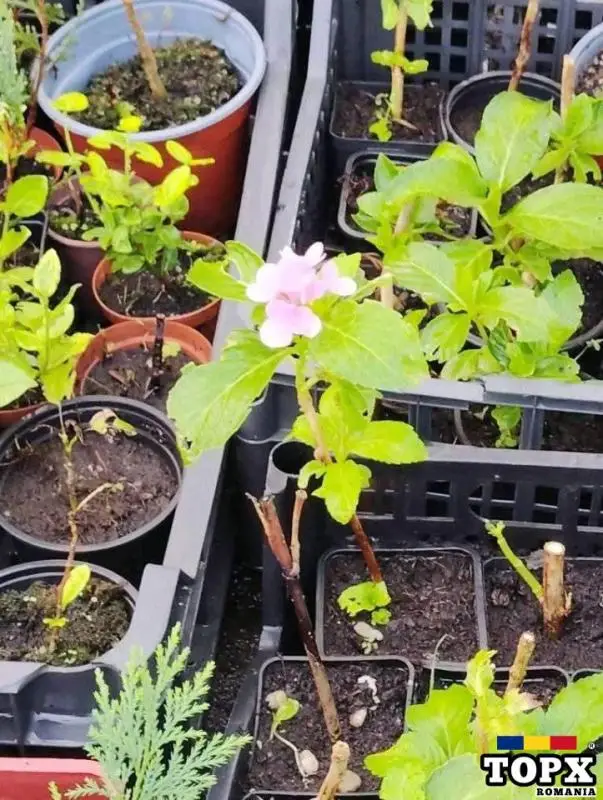 Plante ornamentale - 9