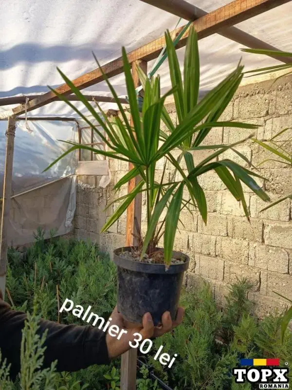 Plante ornamentale - 10