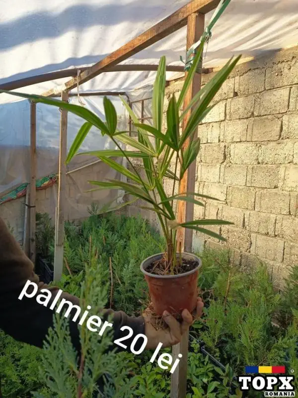 Plante ornamentale - 11