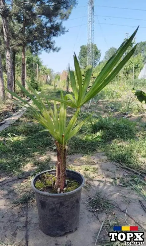 Plante ornamentale - 12