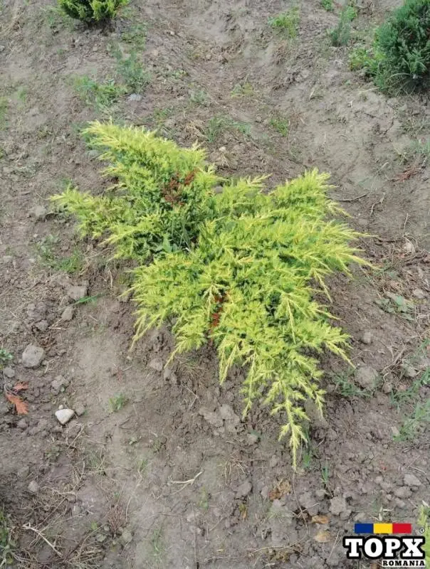 Plante ornamentale - 14