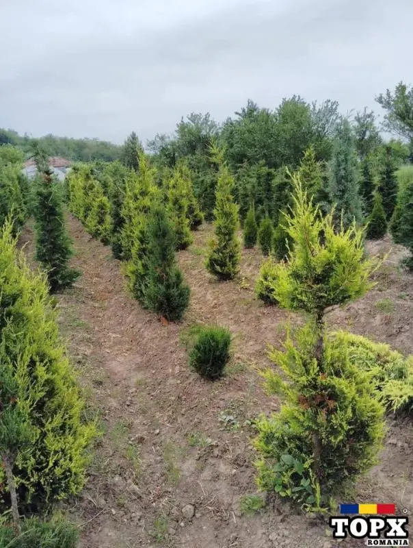 Plante ornamentale - 15