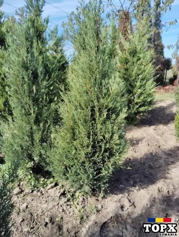 Plante ornamentale - 16