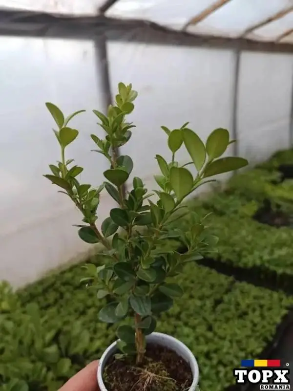 Plante ornamentale - 19