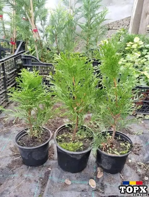 Plante ornamentale - 20