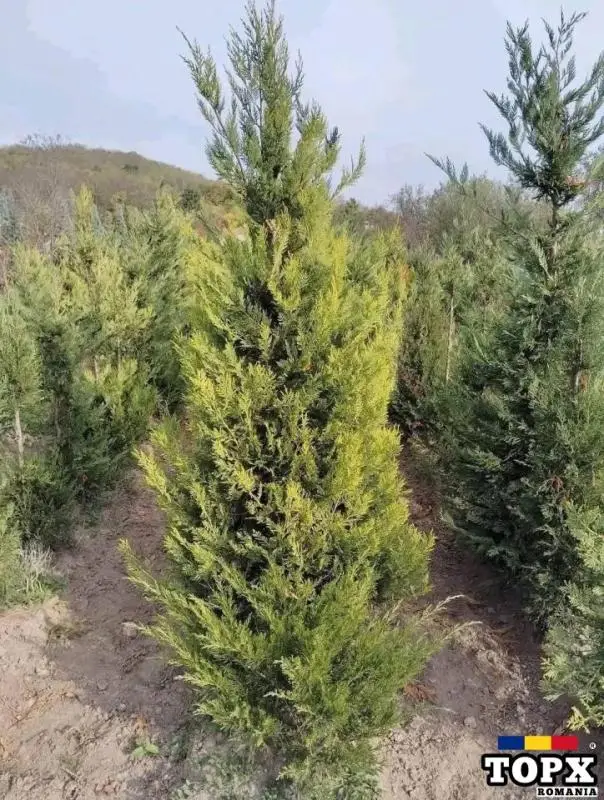 Plante ornamentale - 21