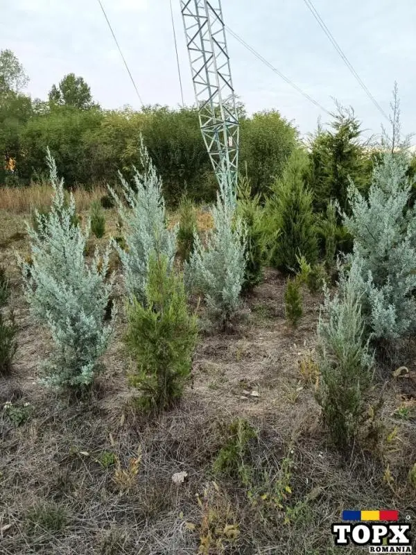 Plante ornamentale - 23