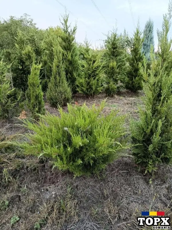 Plante ornamentale - 24