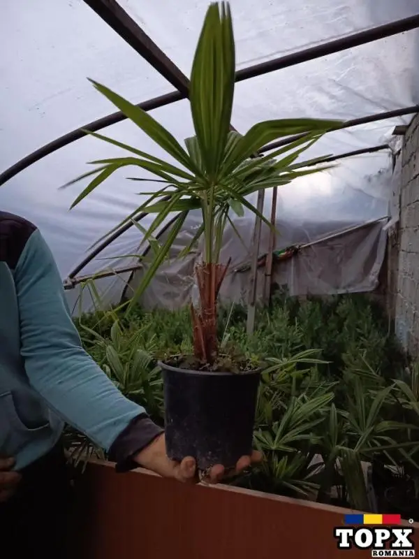 Plante ornamentale - 25