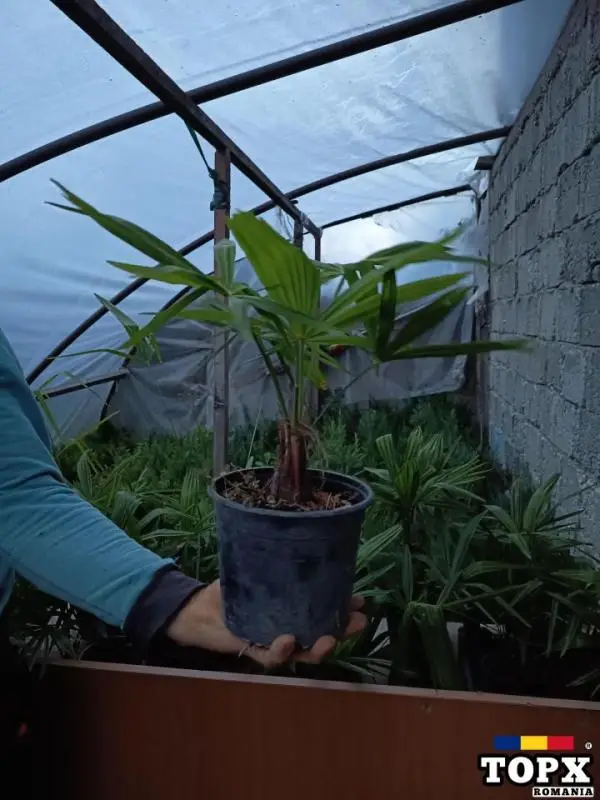 Plante ornamentale - 26