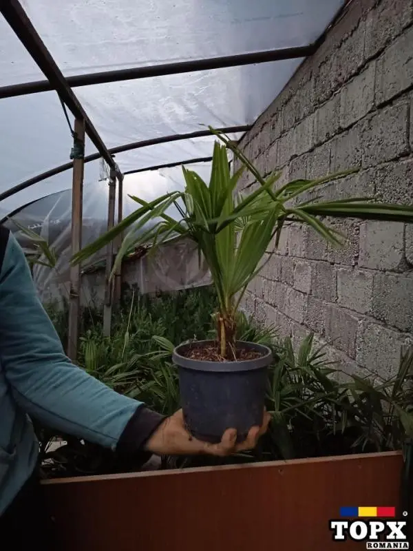 Plante ornamentale - 27