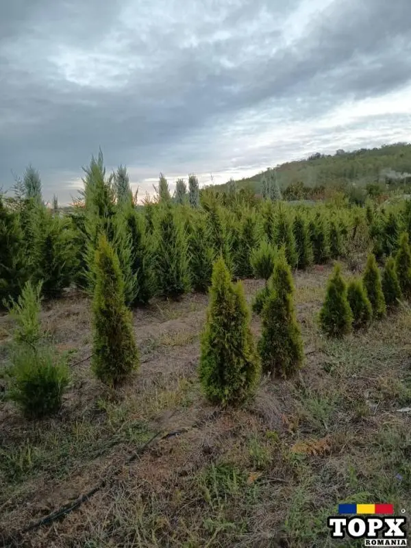 Plante ornamentale - 28