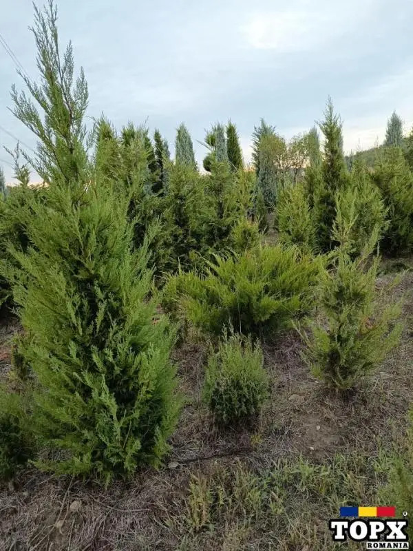 Plante ornamentale - 29