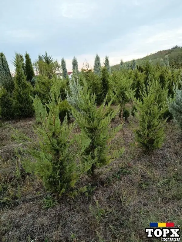 Plante ornamentale - 30