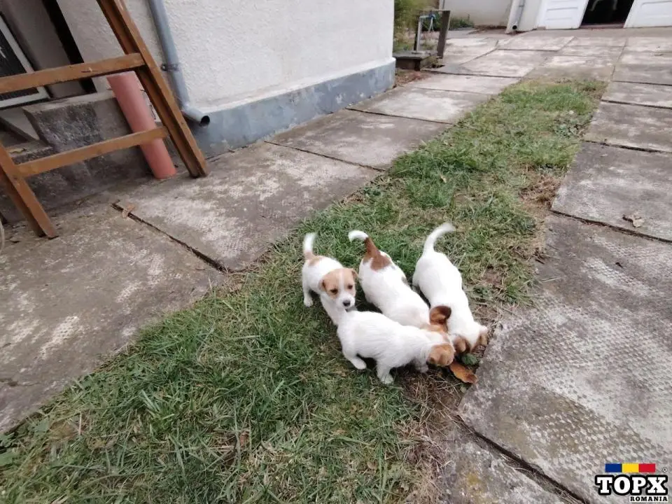 De vanzare patru masculi Jack Russelterrier