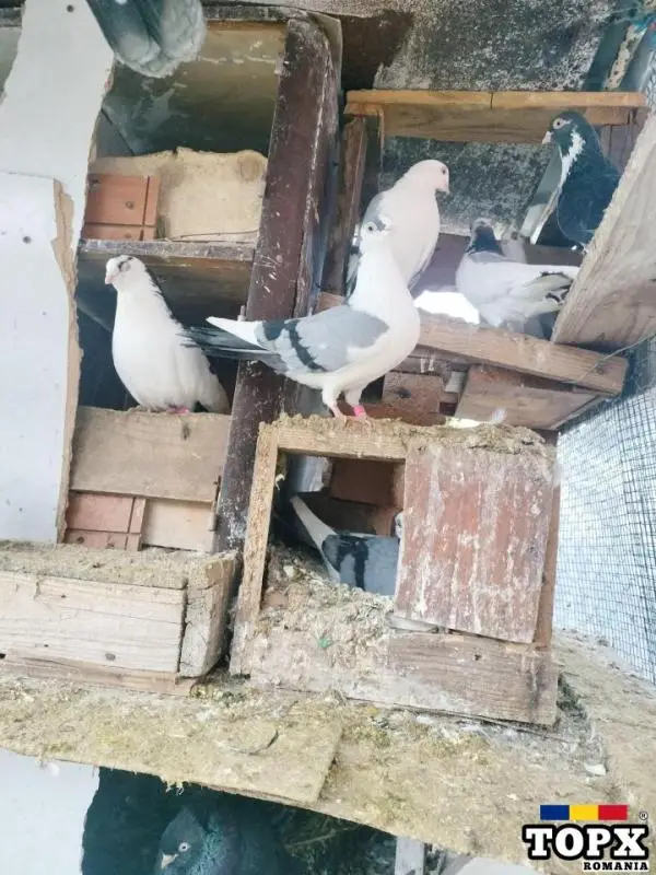 Jucătorii de Galați