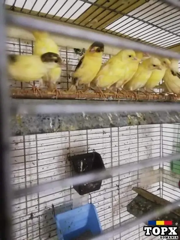 Femele Canari Timbrado Espanyol de Cântec