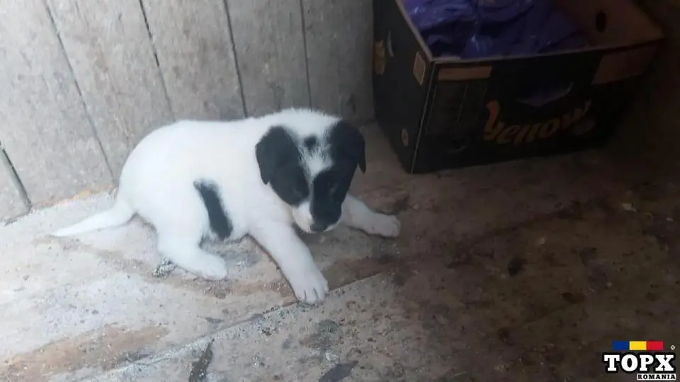 Vand doi catelusi - ciobanesc