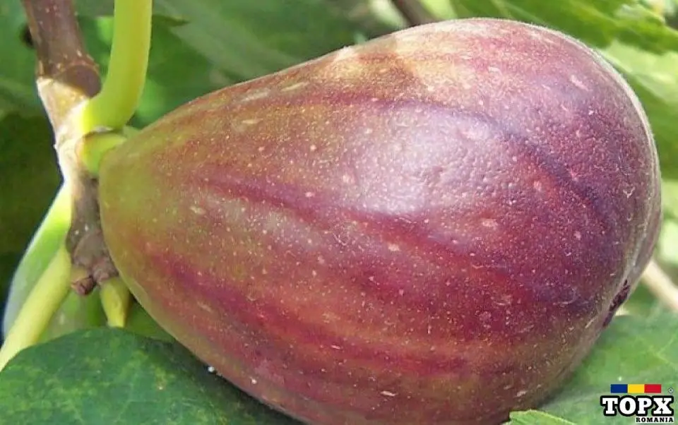 Butasi Smochini Soiul Brown Turkey Si Alte Soiuri