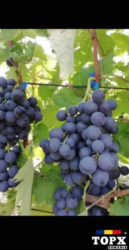 Butasi de vită de vie de anul 3