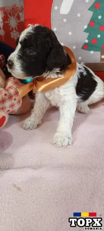 VAND CATEI LAGOTTO  ROMAGNOLO