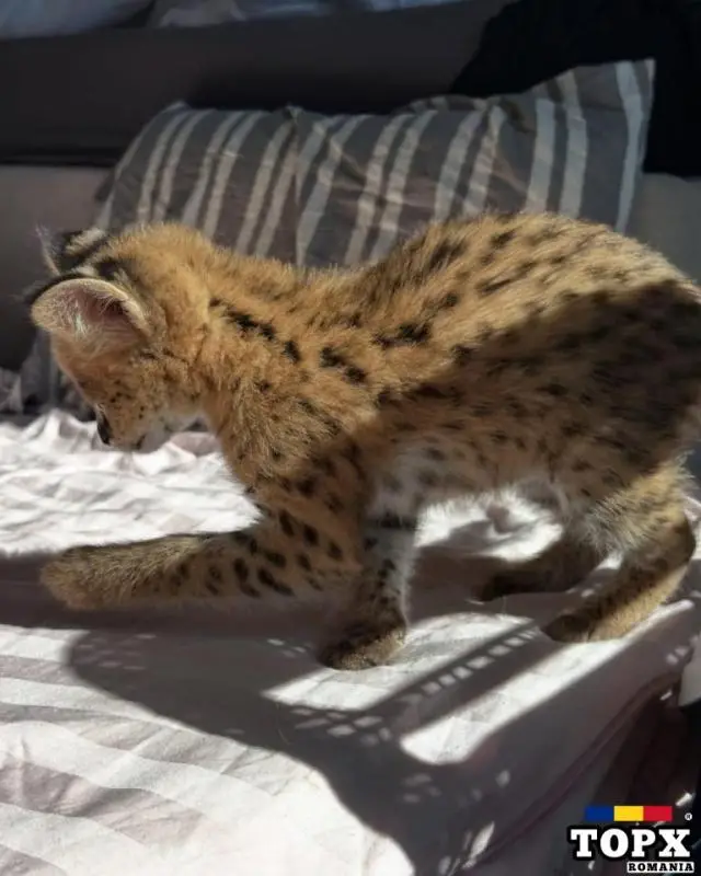Serval frumos și bine socializat, gata să se alăture familiei sale