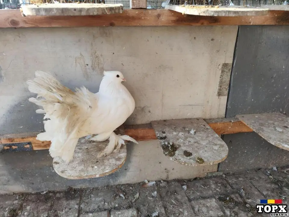 Porumbei voltați indieni