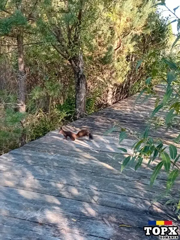 Inchirieri în bucovina : case;casute;cabane,cabanute,vile,bungalouri etc