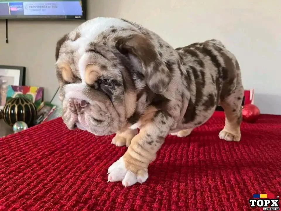 Geogeous English bulldog puppies for sale Viber@ +37124842752