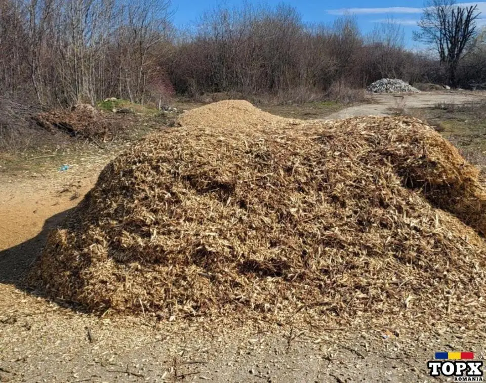 Curățenie grădinii, toaletare copaci, defrișări