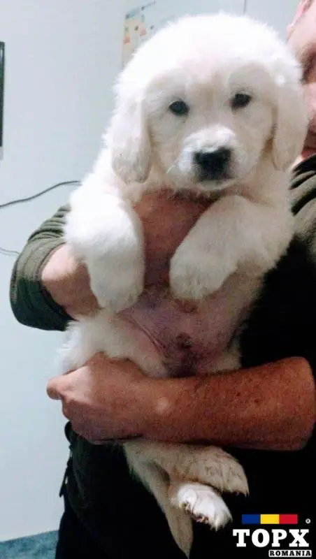 BAIETI SI FETITE GOLDEN RETRIEVER CU PEDIGREE FCI