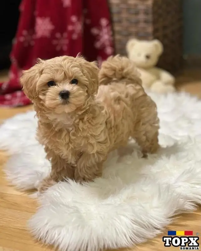 Adorable Maltipoo girl