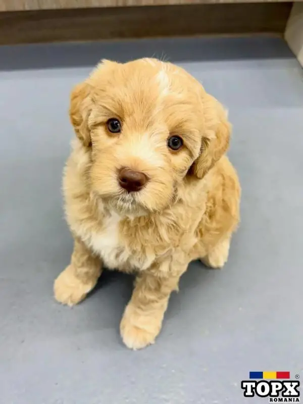 Adorable Labradoodle girl